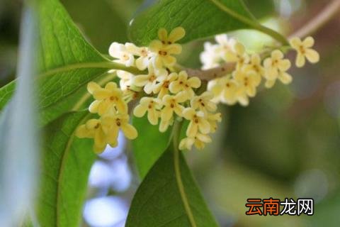 四季桂怎么养
