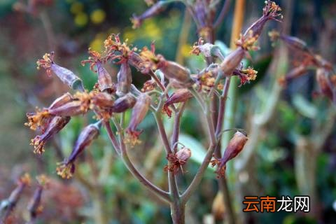 花干了浇水还能活吗