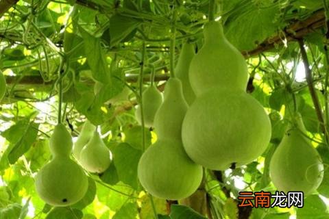 葫芦种子多久发芽