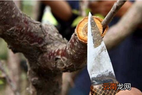 树接枝方法