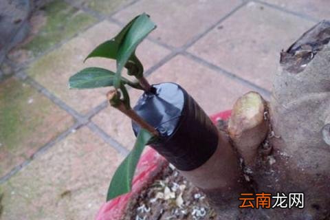 树接枝方法