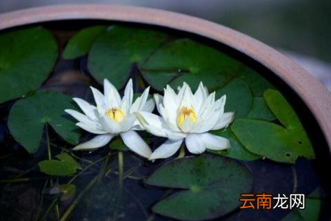 水缸种莲藕什么时候种