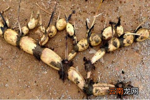 水缸种莲藕什么时候种