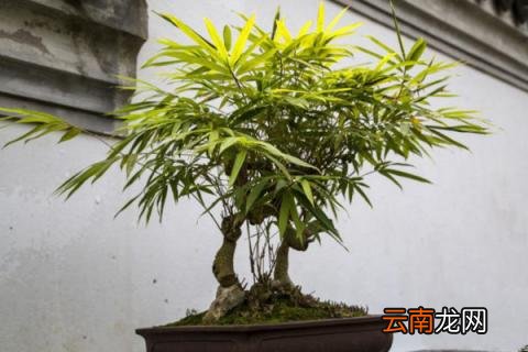 室内竹子的养法