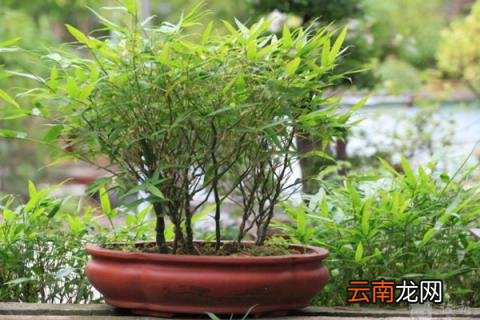 室内竹子的养法