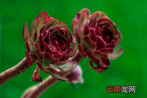 黑法师怎么修剪
