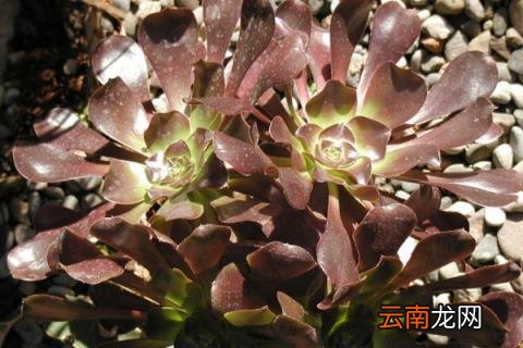 黑法师怎么修剪