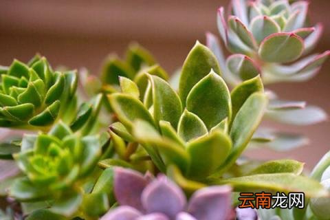 多肉长出来分支怎么弄
