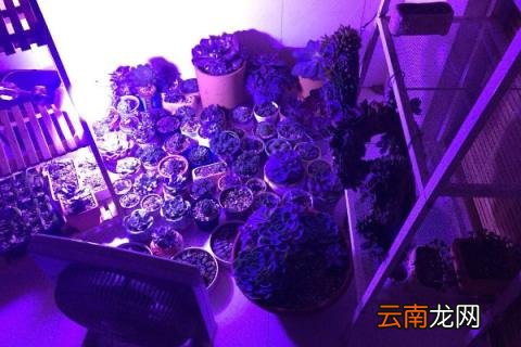 多肉补光灯怎么选