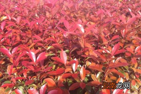红叶石楠修剪时间