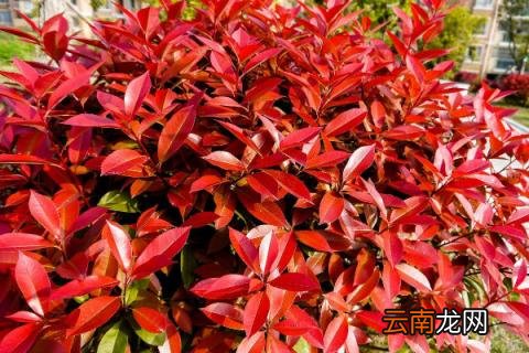 红叶石楠修剪时间