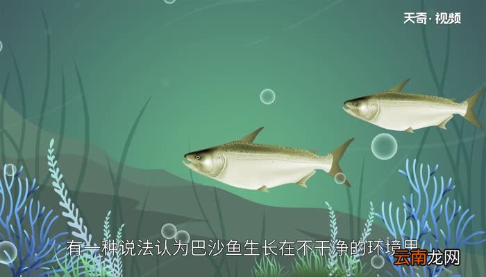 巴沙鱼为什么不能吃巴沙鱼不能吃的原因