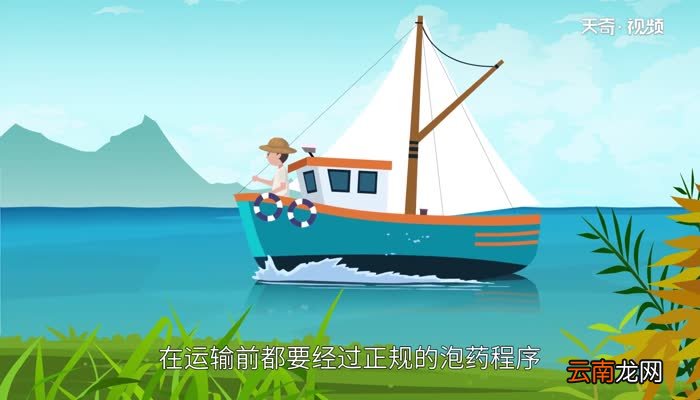 巴沙鱼为什么不能吃巴沙鱼不能吃的原因