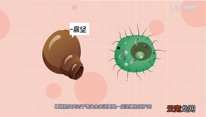 螺蛳有寄生虫吗螺蛳有没有寄生虫呢