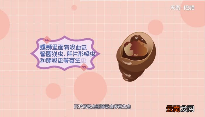 螺蛳有寄生虫吗螺蛳有没有寄生虫呢