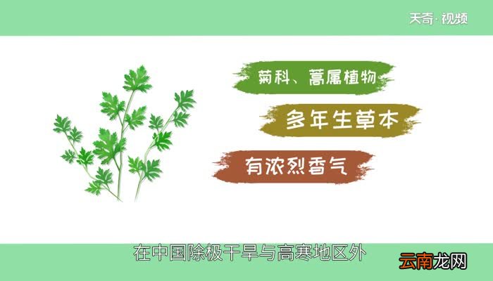 端午节为什么要挂艾草 端午节为何要挂艾草