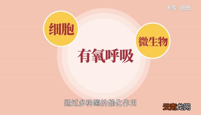 有氧呼吸第一阶段场所 有氧呼吸第一阶段场所是哪里