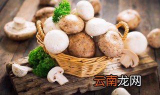 白蘑菇怎么保存 如何保存白蘑菇