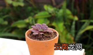 多肉植物养殖方法冬天 冬天怎么养多肉