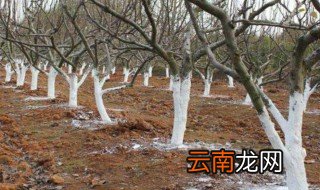 冬天果树正确涂白方法 冬天果树怎么涂白