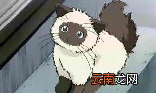 风水学里猫代表什么 风水里猫窝应该选择什么颜色