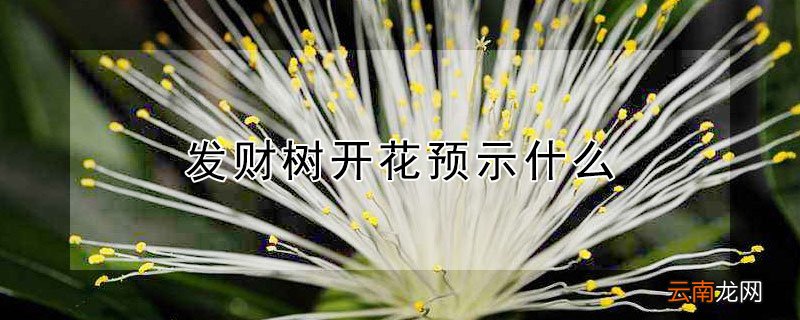 发财树开花预示什么