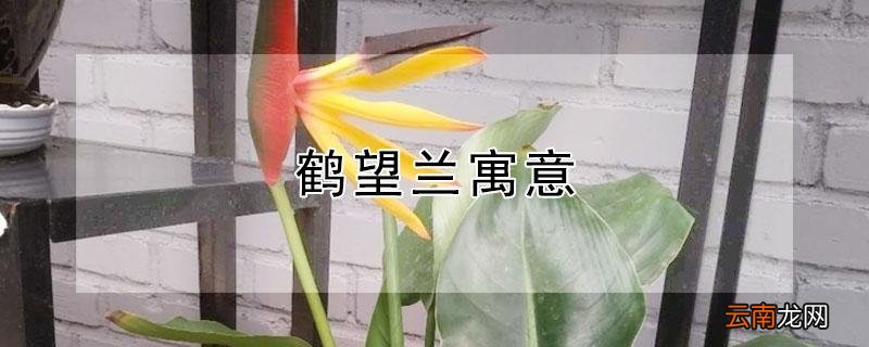 鹤望兰寓意