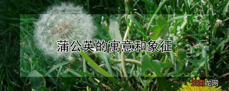 蒲公英的寓意和象征