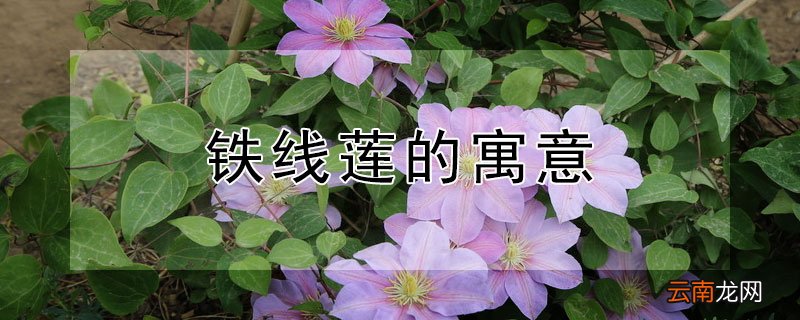 铁线莲的寓意