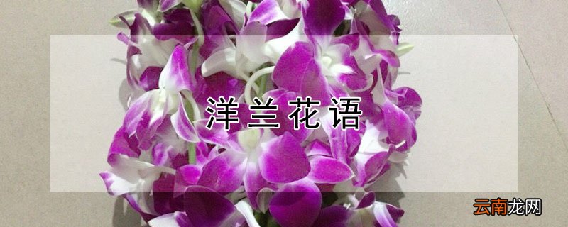 洋兰花语