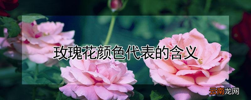 玫瑰花颜色代表的含义