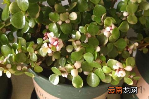 金枝玉叶花语