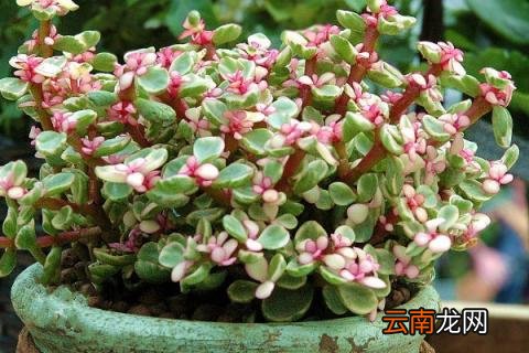 金枝玉叶花语