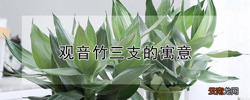 观音竹三支的寓意