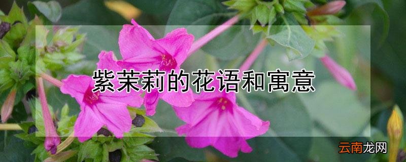 紫茉莉的花语和寓意