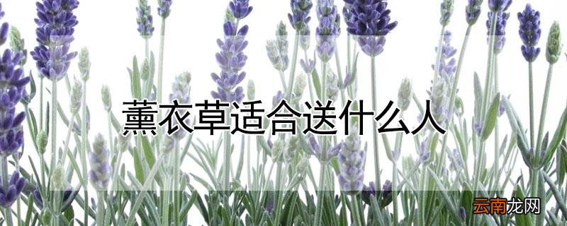 薰衣草适合送什么人