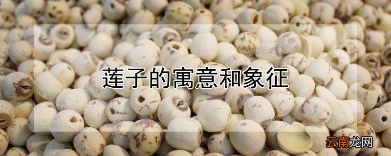 莲子的寓意和象征