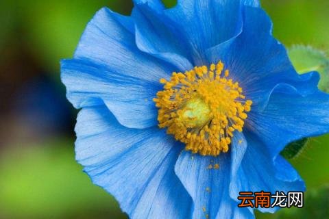 绿绒蒿花语