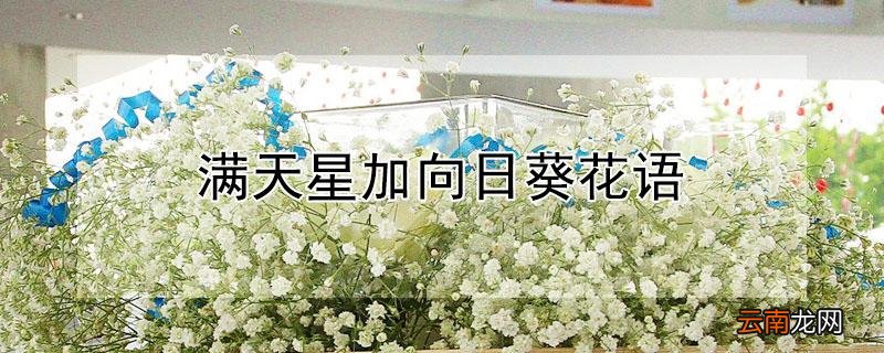 满天星加向日葵花语