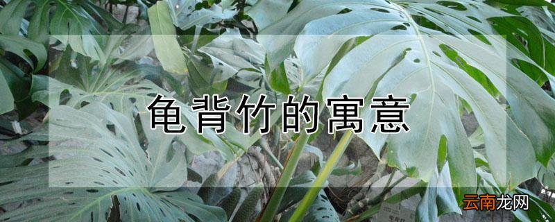 龟背竹的寓意