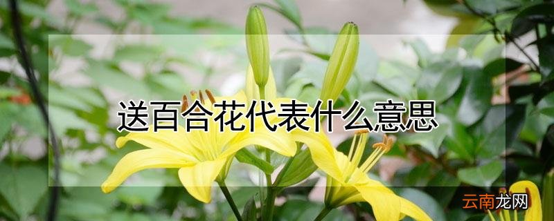 送百合花代表什么意思