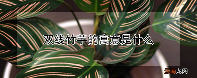 双线竹芋的寓意是什么