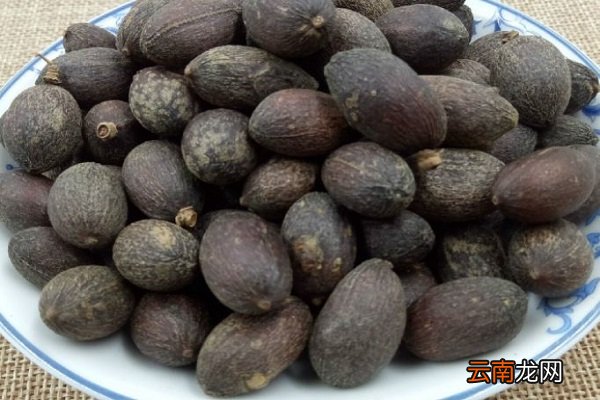 葵树子的功效与作用 葵树子的功效与作用及食用方法