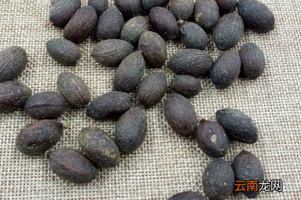 葵树子的功效与作用 葵树子的功效与作用及食用方法