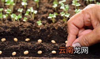 阳台种什么菜合适，阳台种什么菜比较合适