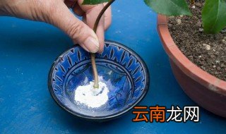水培生根粉的使用方法 水培生根粉怎么用