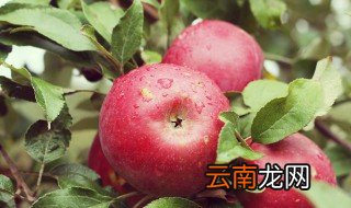 平安夜什么时候送苹果 平安夜什么时间送苹果