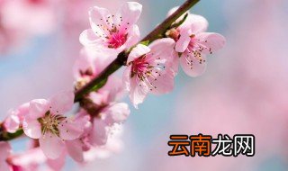 阳台种盆栽桃花好吗，桃花盆栽好养吗