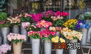阳台上种什么花好 阳台上种什么花好看又好养北方