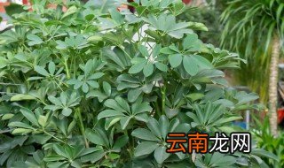 鸭掌木水培步骤及方法 鸭掌木的水培方法